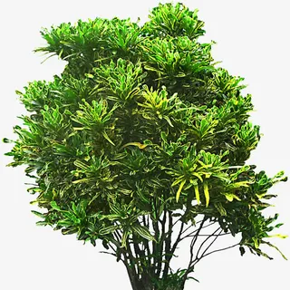 唯美花卉植物花朵素材免抠