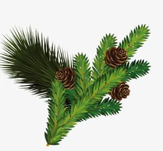 松树枝免抠