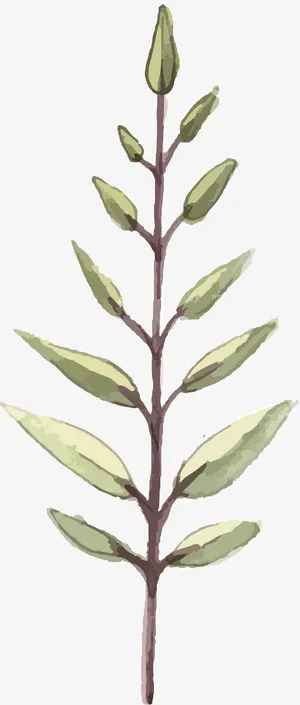 手绘树枝PNG下载免抠