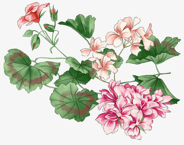 鲜花装饰免抠