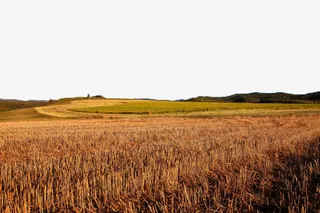 金黄色麦田风景七免抠