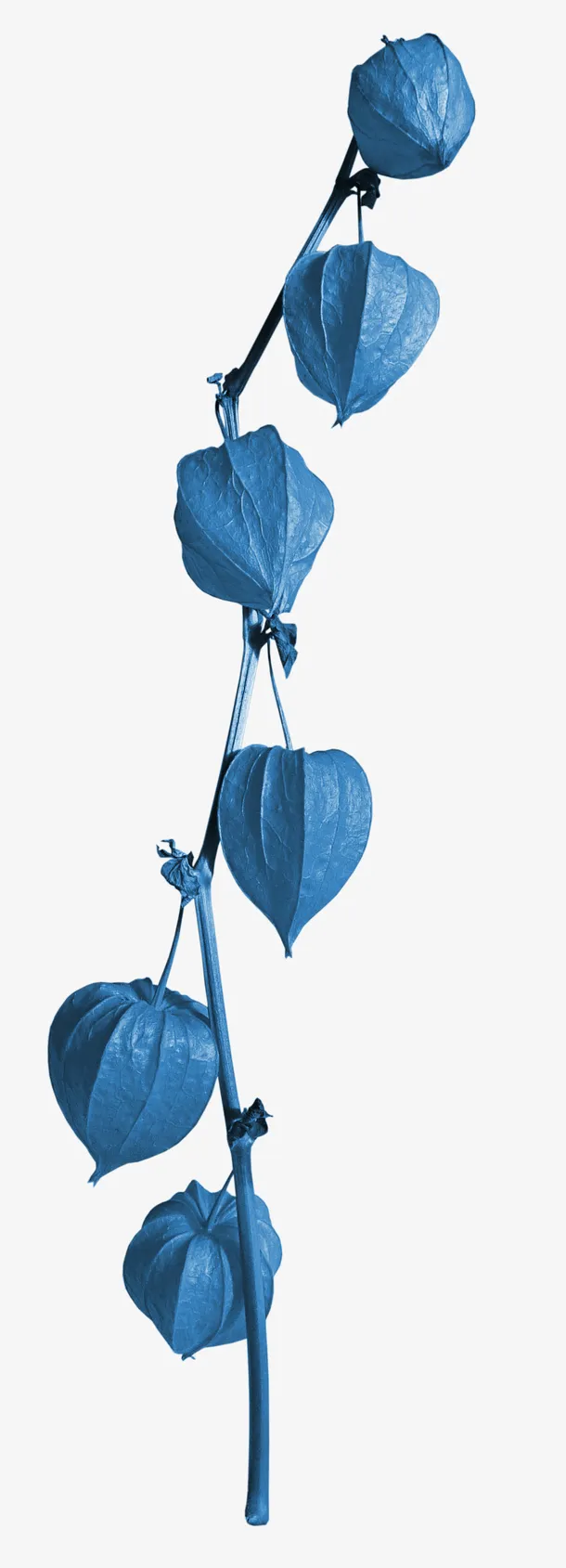 蓝色灯笼花免抠