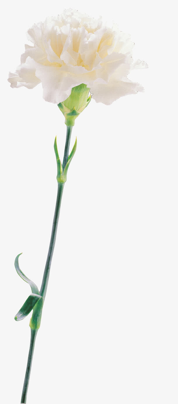 卡通鲜花手绘花朵图片 康乃馨免抠节日其他节日元素