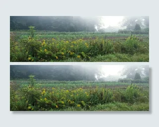 小清新花草海报素材高清