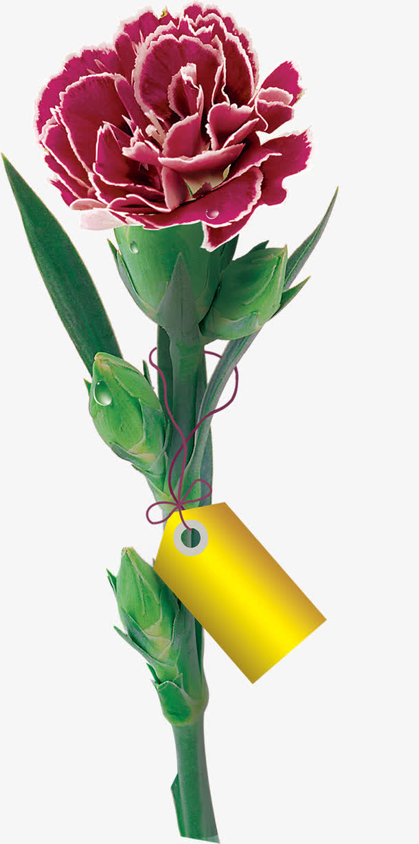 教师节紫色花朵绿叶免抠