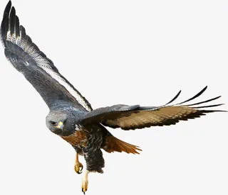 雄鹰高速飞翔高清免扣png大图免抠