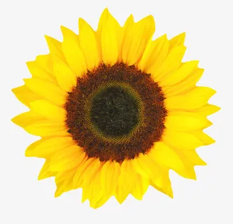 黄色鲜艳的向日葵一朵大花实物免抠