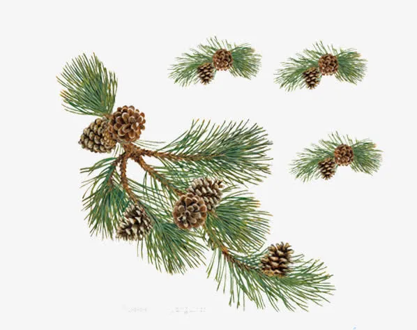 免抠素材松果图片免抠