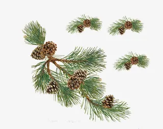 免抠素材松果图片免抠