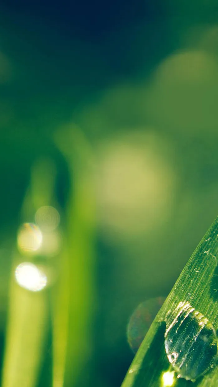 绿色植物背景高清