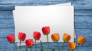 郁金香背景板高清