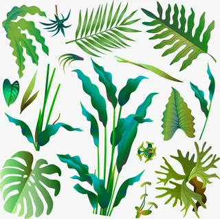 树叶组合，热带树叶免抠