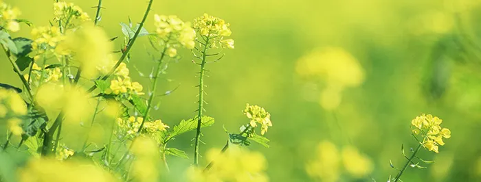 春天油菜花唯美背景高清