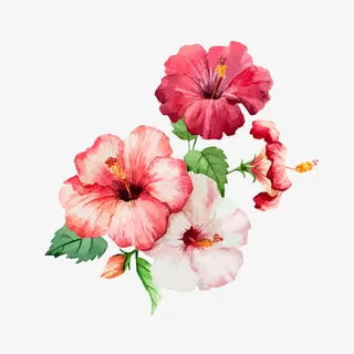 美丽水彩扶桑花免抠