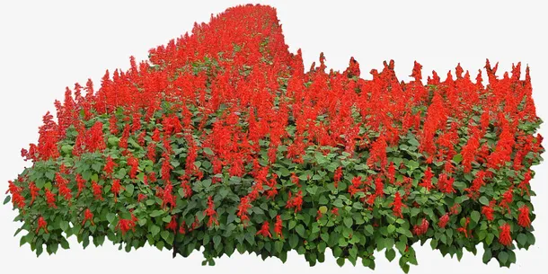 一串红免扣素材免抠