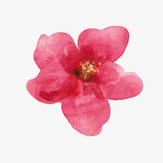 一朵木棉花免抠