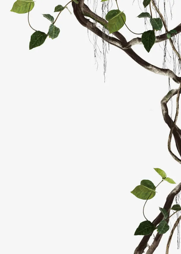 绿叶树枝图片免抠