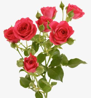 唯美背景图片卡通鲜花素材 粉色