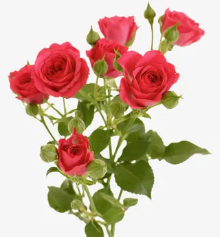 唯美背景图片卡通鲜花素材 粉色