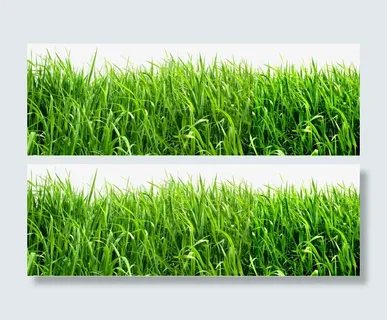 绿色草地透明素材免抠