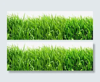 绿色草地透明素材免抠