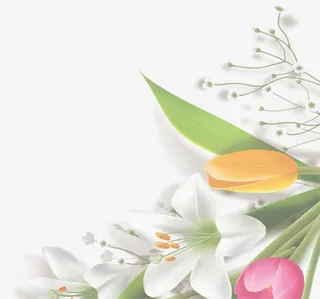 唯美百合花朵盛开装饰免抠