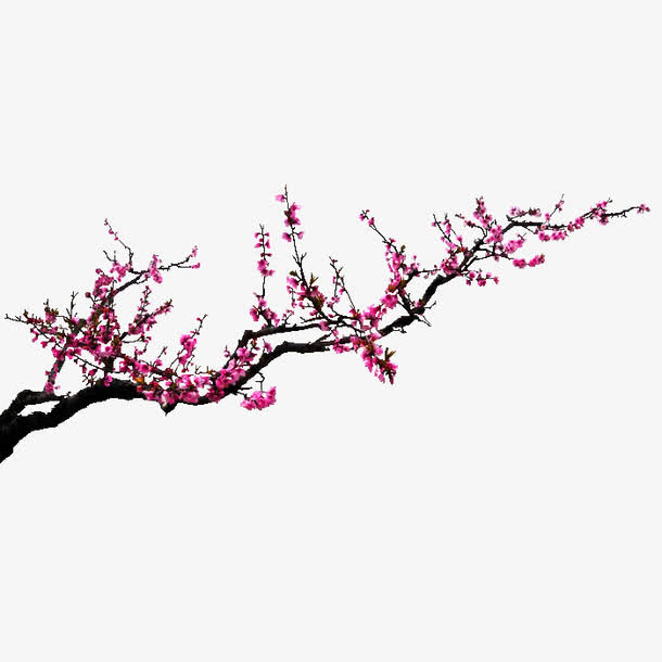 水墨梅花免抠
