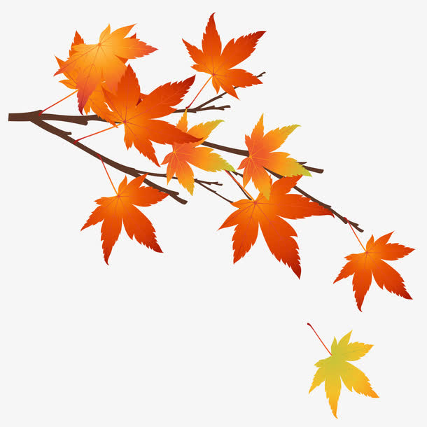 枫叶免抠