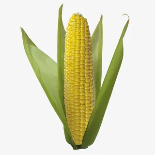扒开的一束玉米免抠