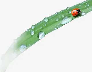 春天绿色小草一根草瓢虫免抠