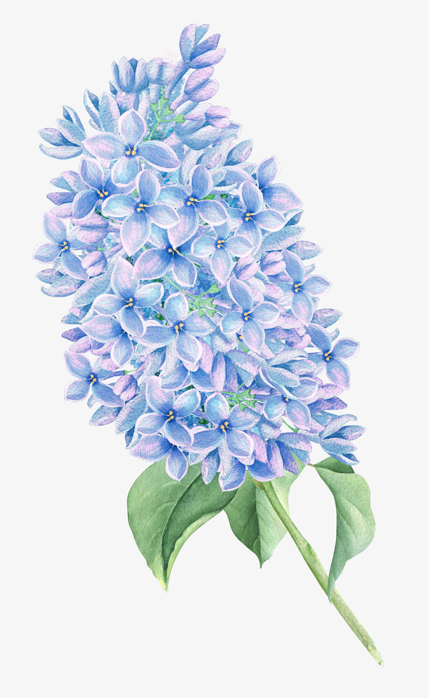 手绘蓝色清新花朵花卉免抠