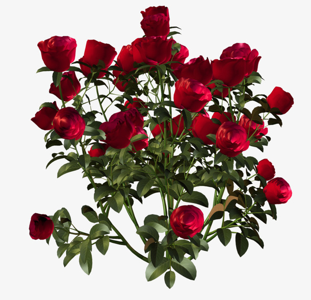 花卉背景素材花草素材