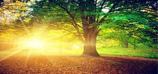夕阳下的大树风景高清
