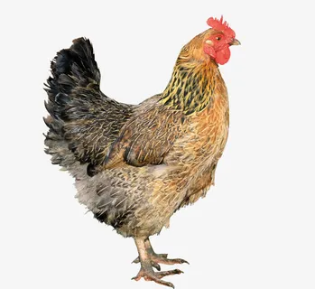 大母鸡免抠
