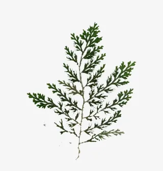 绿叶益母草免抠