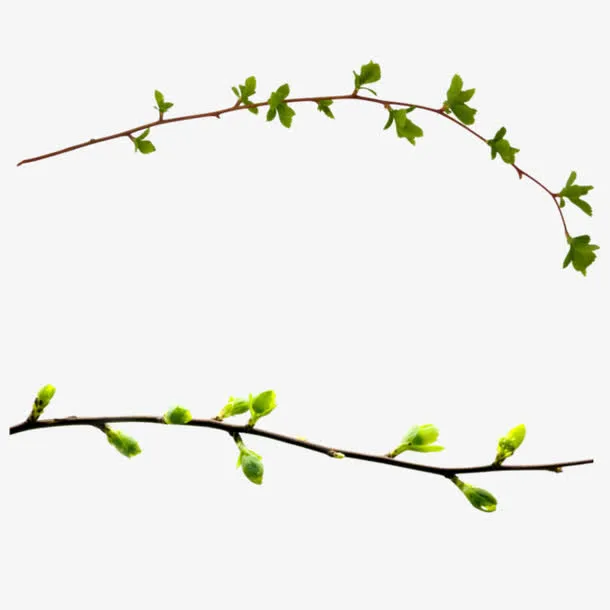 树枝免抠