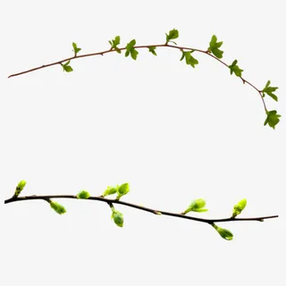 树枝免抠