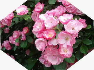 夏日盛开池塘花朵免抠