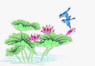 中国画荷花免抠