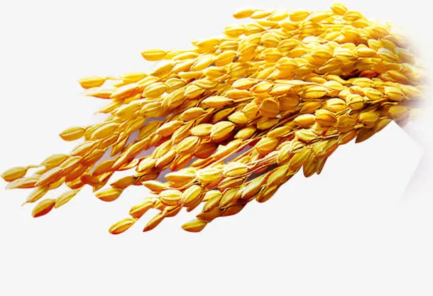 金色成熟高粱粮食免抠