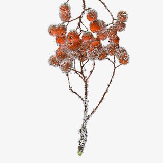 霜降节气山楂果树枝装饰下载免抠