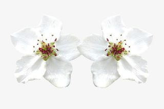 两朵洁白梨花花瓣图片素材免抠