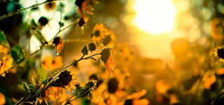 小草阳光淘宝海报背景banner高清