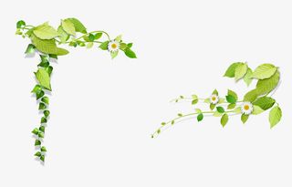 绿叶装饰边框免抠