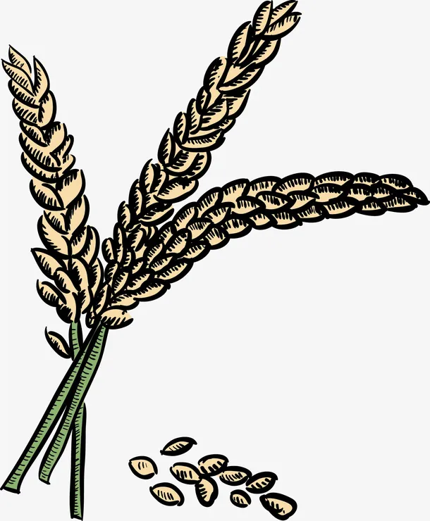 青稞卡通绿色植物麦穗图免抠