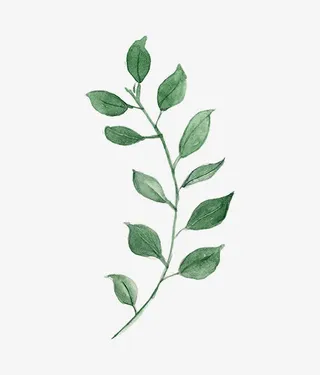 圣诞节手绘花纹素材免抠