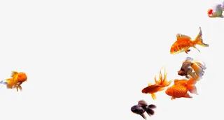 各种金鱼海报装饰免抠
