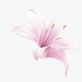 百合花免抠 百合花免抠