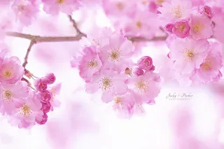 粉色梦幻桃花海报免抠