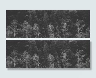 灰色森林背景高清